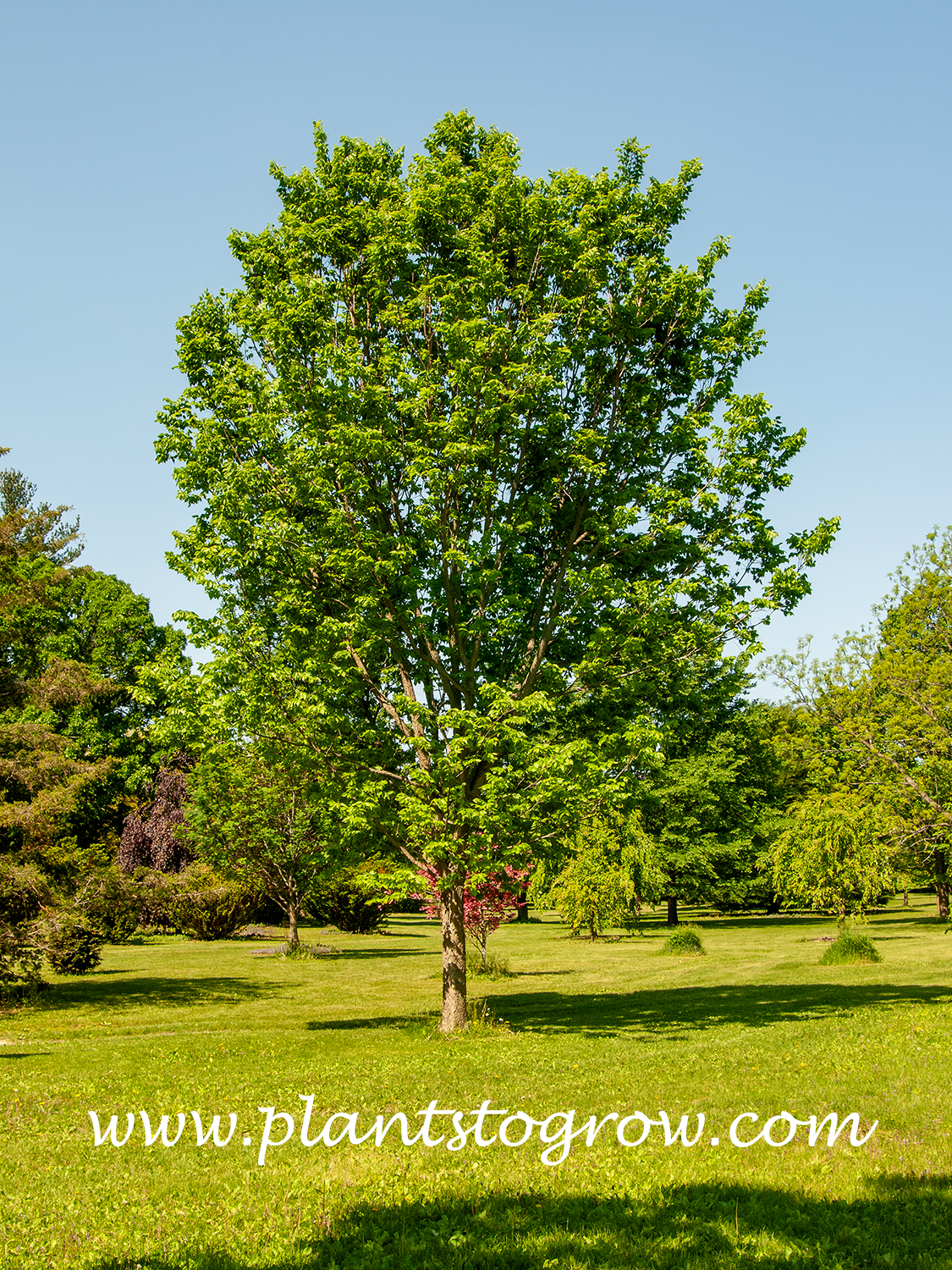 Magnifica Hackberry (Celtris x Magnifica) 
This tree has a trunk diameter of over a foot.